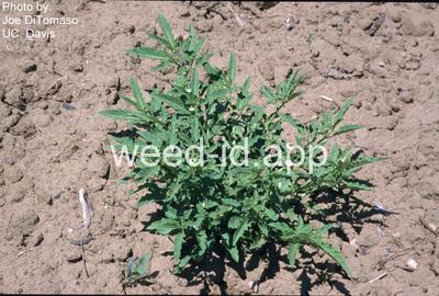 groundcherry, Wright