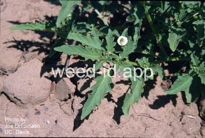 groundcherry, Wright