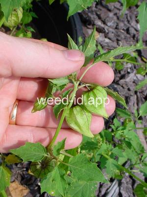 groundcherry, cutleaf