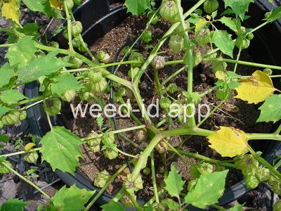 groundcherry, cutleaf