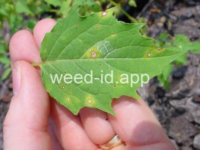 groundcherry, cutleaf