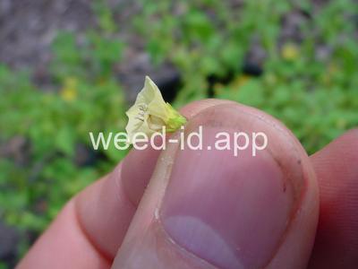 groundcherry, cutleaf