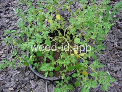 groundcherry, cutleaf