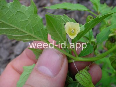 groundcherry, cutleaf