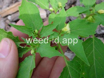 groundcherry, cutleaf