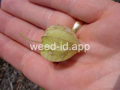 groundcherry, cutleaf