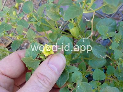 groundcherry, prairie