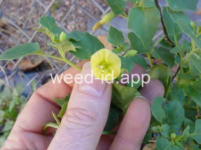 groundcherry, prairie