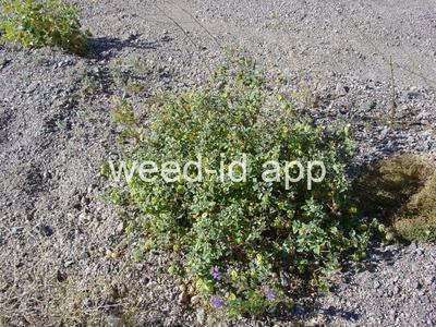 groundcherry, prairie