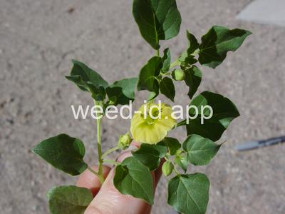 groundcherry, prairie