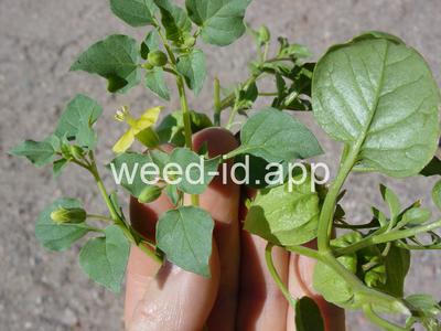 groundcherry, prairie