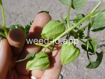 groundcherry, prairie