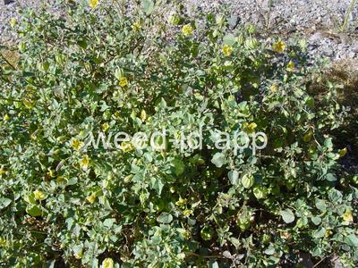 groundcherry, prairie