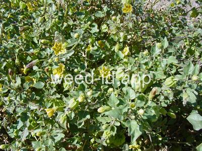 groundcherry, prairie