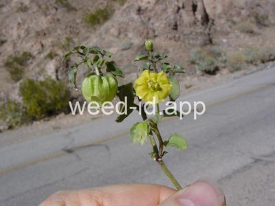 groundcherry, prairie