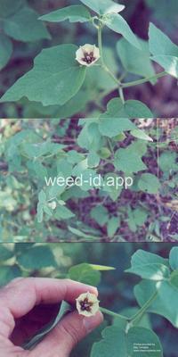 groundcherry, clammy