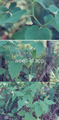 groundcherry, clammy