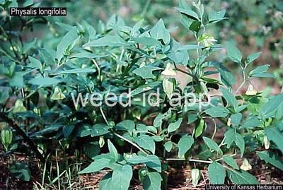 groundcherry, longleaf