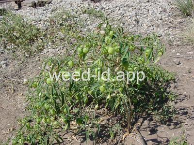 groundcherry, longleaf