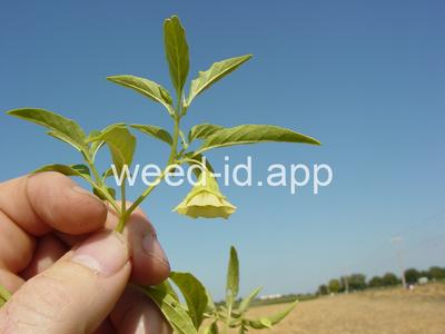 groundcherry, longleaf