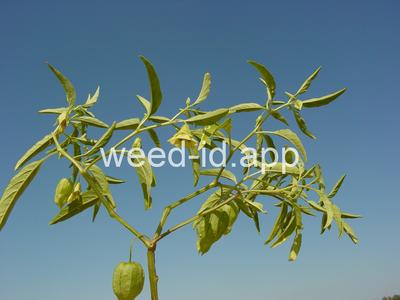 groundcherry, longleaf