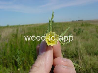 groundcherry, longleaf