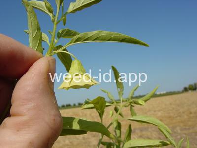 groundcherry, longleaf