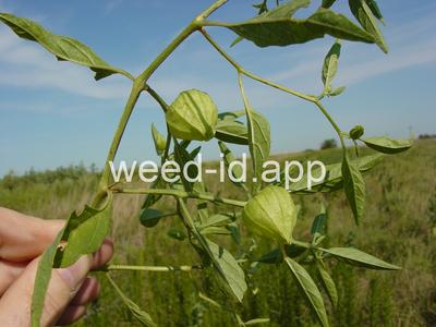 groundcherry, longleaf