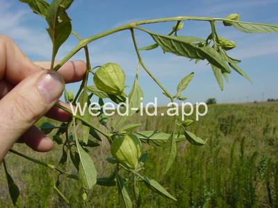 groundcherry, longleaf