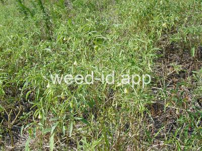 groundcherry, longleaf