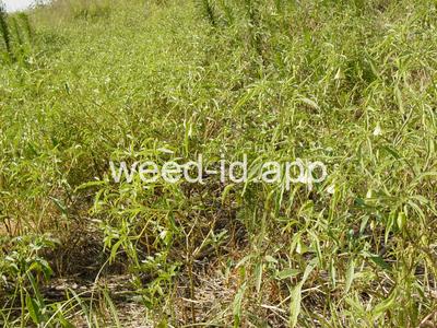 groundcherry, longleaf