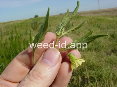 groundcherry, longleaf