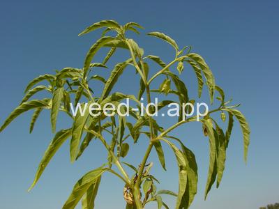 groundcherry, longleaf