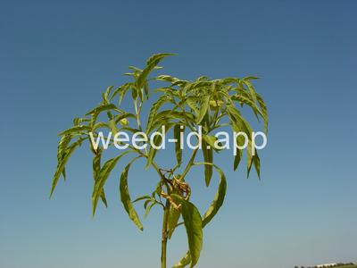 groundcherry, longleaf