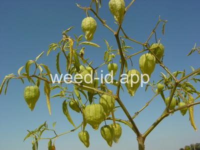 groundcherry, longleaf