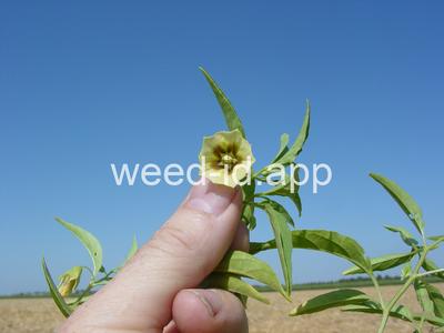 groundcherry, longleaf