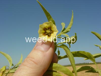 groundcherry, longleaf