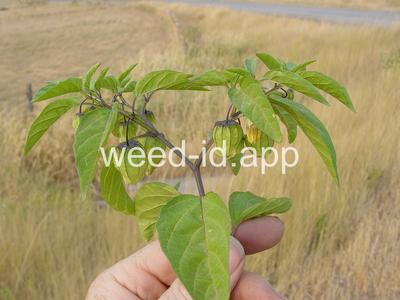 groundcherry, longleaf