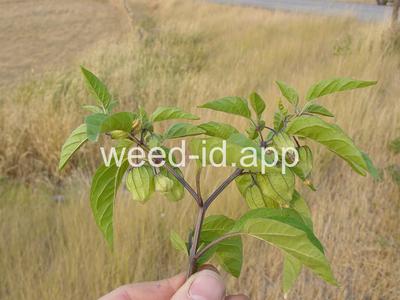groundcherry, longleaf