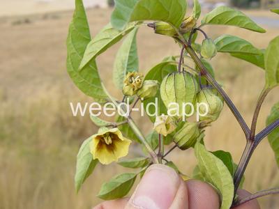 groundcherry, longleaf