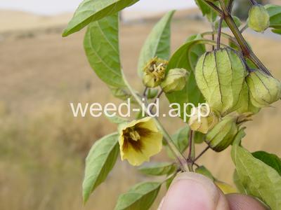 groundcherry, longleaf