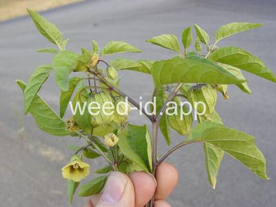 groundcherry, longleaf