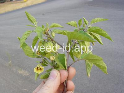 groundcherry, longleaf