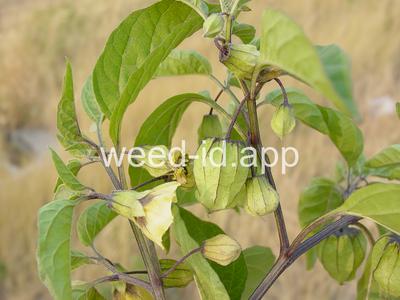 groundcherry, longleaf