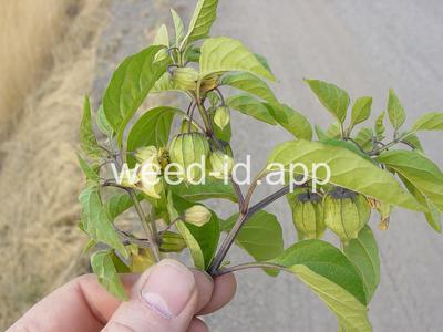 groundcherry, longleaf