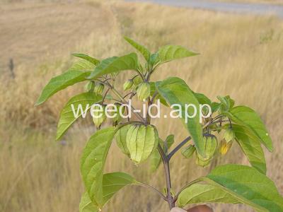 groundcherry, longleaf