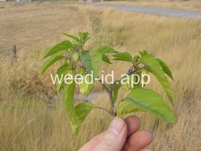 groundcherry, longleaf