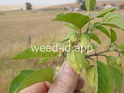 groundcherry, longleaf