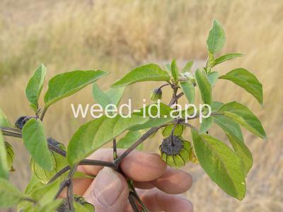 groundcherry, longleaf