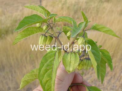groundcherry, longleaf